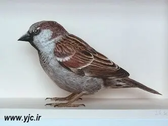 n00215008-r-b-000