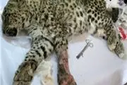 قطع دست یک پلنگ ایرانی توسط شکارچیان