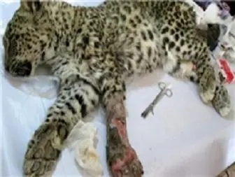 قطع دست یک پلنگ ایرانی توسط شکارچیان