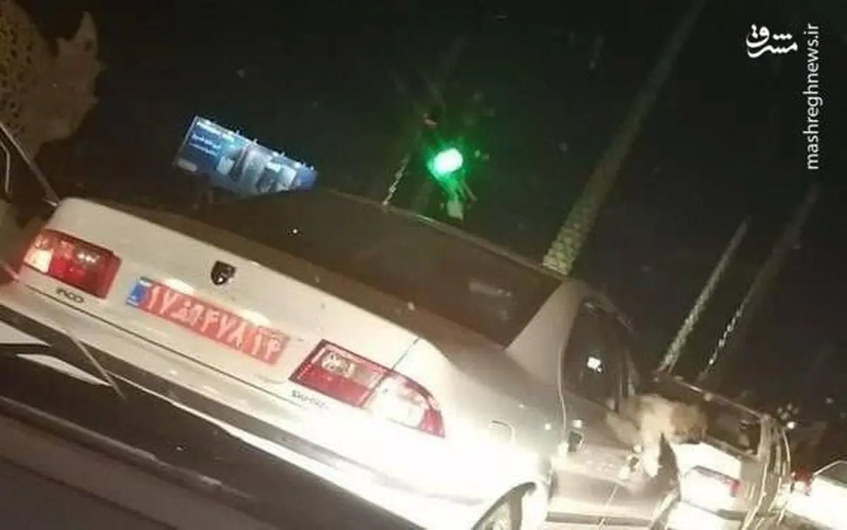 
سگ گردانی دلیل برکناری یک مدیر دولتی+عکس