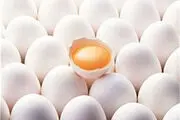سایه شوم آنفلوانزا بر بازار  مرغ و تخم مرغ