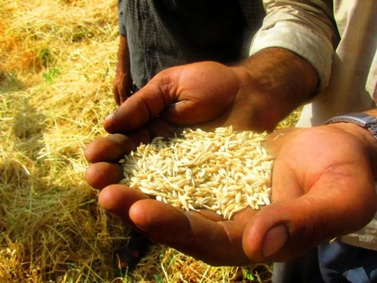سرگردانی کشاورزان در سایه بی تدبیری