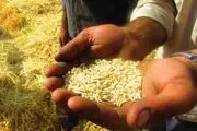 سرگردانی کشاورزان در سایه بی تدبیری