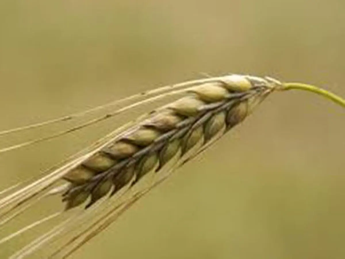 برق می دهیم، زنگ گندم می خریم!