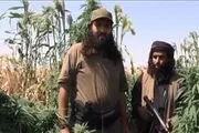 تأمین مواد مخدر اروپا از مزارع خشخاش داعش 