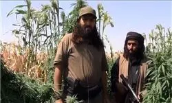 تأمین مواد مخدر اروپا از مزارع خشخاش داعش 