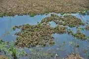 تنها نظاره گر مرگ تدریجی تالاب عینک رشت هستیم