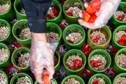 نذری متفاوت یک هیأت/ گزارش تصویری