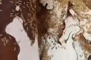 ببینید| هجوم موریانه‌ها به کتاب‌های کتابخانه عمومی