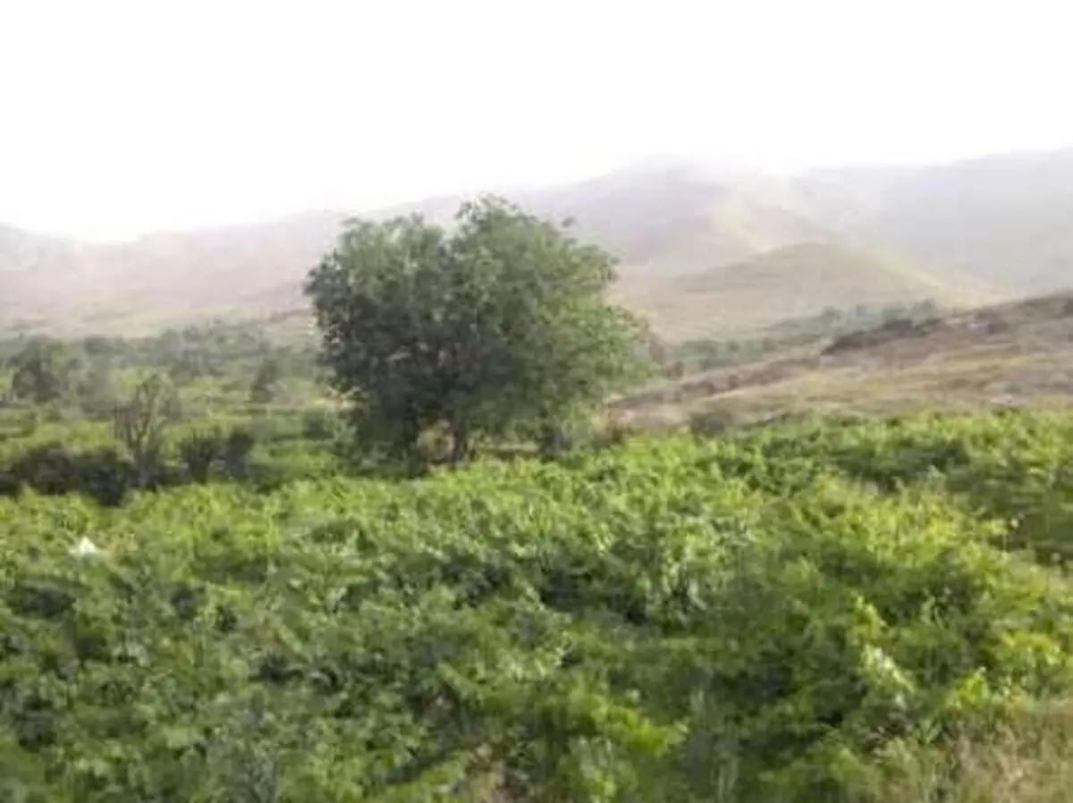 روستای خالی از سکنه دوباره جان گرفت
