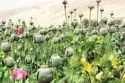 انگیزه کشاورزان افغانستان برای کشت تریاک