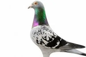 کبوتر بلژیکی 14 میلیارد تومان فروخته شد