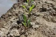 کشت نشائی چغندر قند برای اولین بار در شهرستان قاینات به صورت الگویی