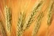 	گندم در بیش از ۵۰ هزار هکتار از اراضی کشاورزی همدان کشت می‌شود