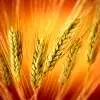 	گندم در بیش از ۵۰ هزار هکتار از اراضی کشاورزی همدان کشت می‌شود
