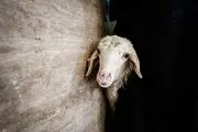 ممنوع شدن ذبح کنار خیابانی