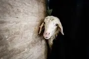 ممنوع شدن ذبح کنار خیابانی