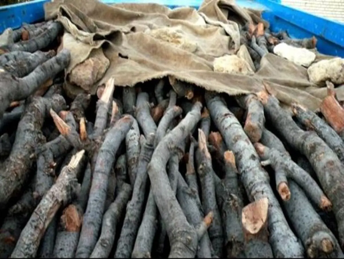 کشف 10 وانتبار چوب بلوط و 40 گونی زغال در شهرستان لردگان