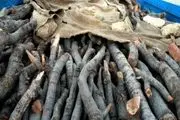 کشف 10 وانت‌بار چوب بلوط و 40 گونی زغال در شهرستان لردگان