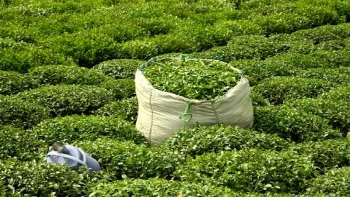 ۹۸ درصد مطالبات چایکاران پرداخت شد
