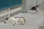  واکسیناسیون حیوانات اهلی در شهرهای مرکزی مازندران جدی گرفته شود 