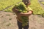 آغاز برداشت انگور در شهرستان ابهر