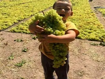 آغاز برداشت انگور در شهرستان ابهر