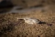 این رودخانه هم خشک شد+ تصاویر