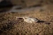این رودخانه هم خشک شد+ تصاویر