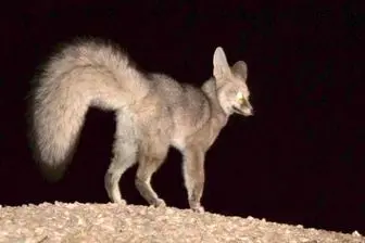 شاه روباه در جنوب ایران شناسایی شد