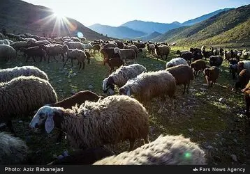 کوچ عشایر