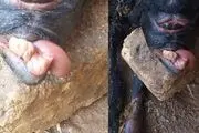 زندگی
کوتاه بره عجیب الخلقه + عکس

