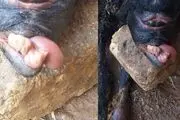 زندگی
کوتاه بره عجیب الخلقه + عکس
