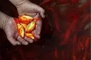ماهی قرمز را در رودخانه‌ها رها نکنید