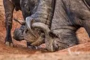 شاخ به شاخ/ عکس