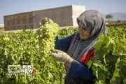 تصاویر جشن برداشت انگور در ترشیز