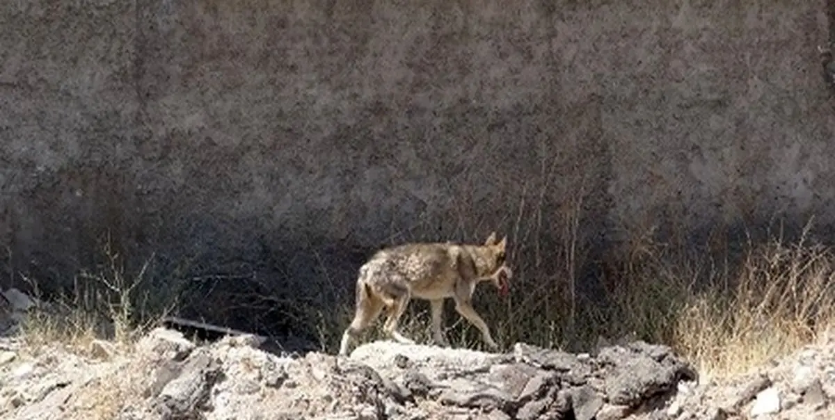 ببینید| پرسه گرگ گرسنه در خیابان‌های ایلام و زنده‌گیری