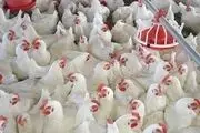 گلایه‌مندی صنعت مرغداری از بانک مرکزی