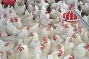 گلایه‌مندی صنعت مرغداری از بانک مرکزی
