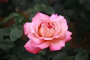 سرانه مصرف گل در ایران 7 شاخه