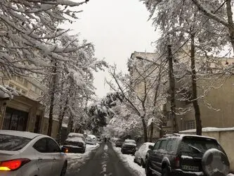 درخت 6