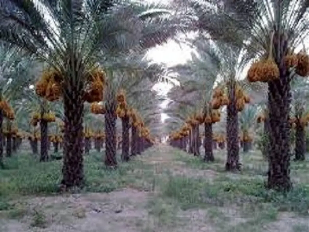 خسارت بیمه ای که به کشاورزان دلگانی پرداخت نشد