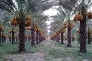 خسارت بیمه ای که به کشاورزان دلگانی پرداخت نشد