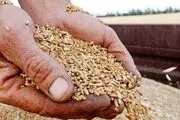 مطالبات گندمکاران هفته آینده پرداخت می شود
