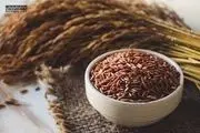 برنج قهوه‌ای می‌خورید؟ پس این مطلب را بخوانید!