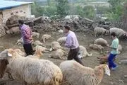 حمله حیوان ناشناخته به شهداد