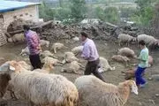 حمله حیوان ناشناخته به شهداد