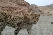 مشاهده پلنگ در توران +فیلم