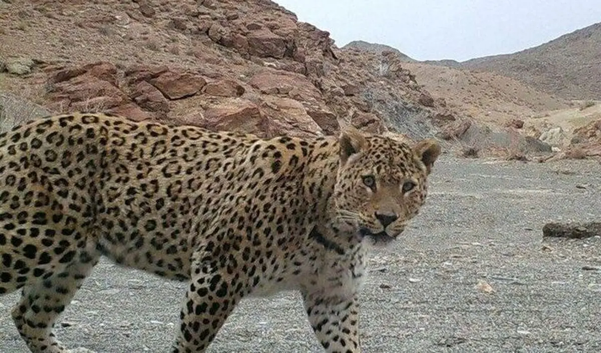 خودنمایی پلنگ ایرانی در سالوک خراسان شمالی
