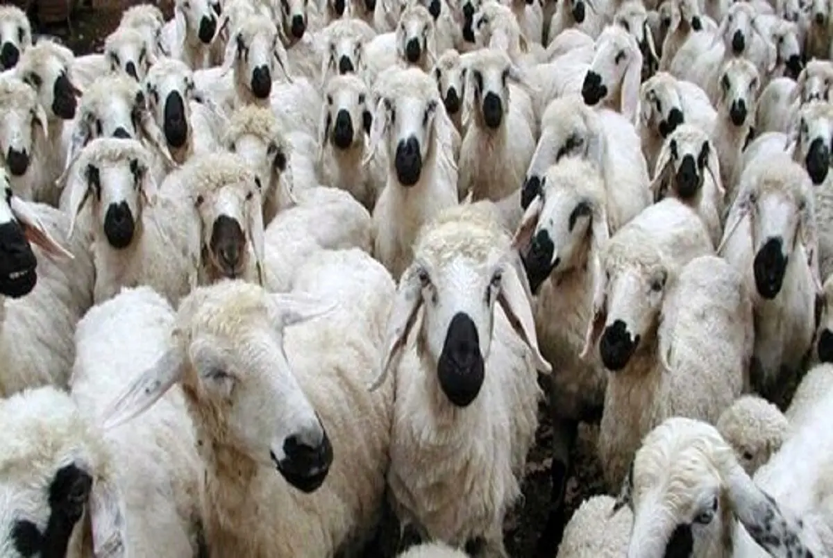 خبر فوری از قیمت دام زنده پنجشنبه 14 دی 1402